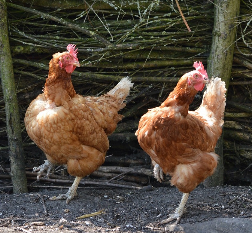 Animal Cards Dance Party