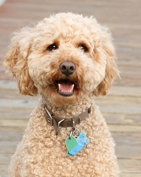 happy-labradoodle.jpg