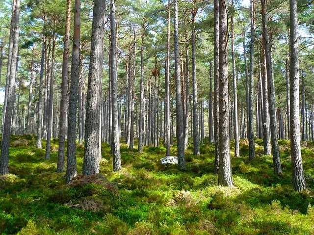 brain-symmetry-autism-forest-picture