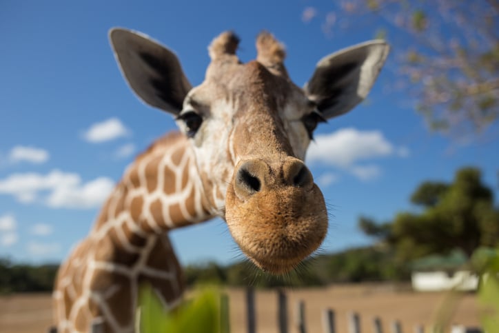 Giraffe at the zoo