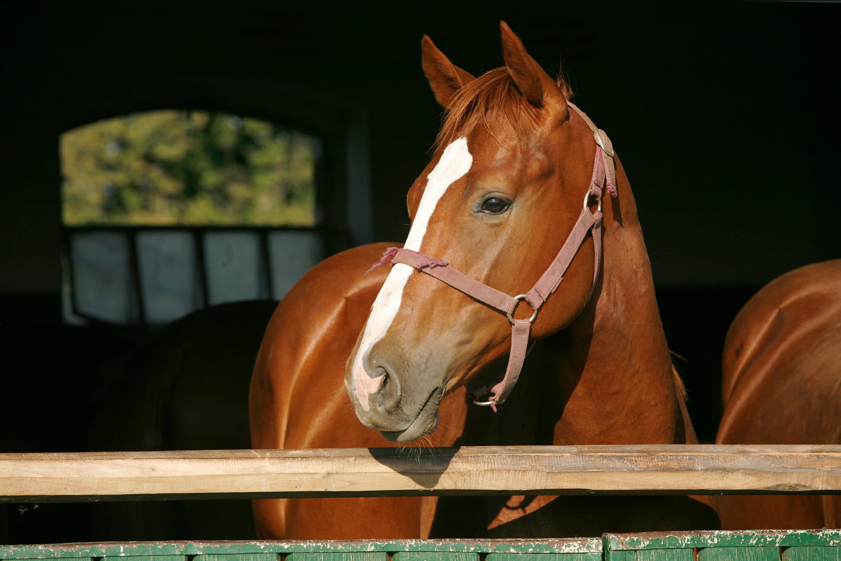 horse-therapy-autism.jpg