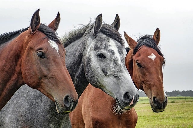 horses-1414889_640.jpg