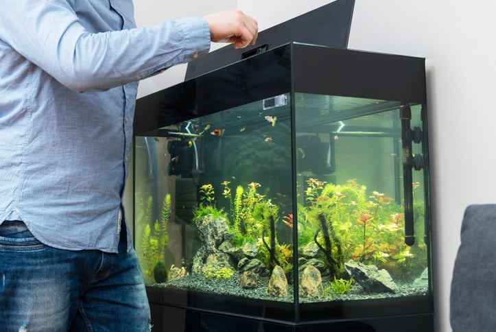 man feeding fish in an aquarium