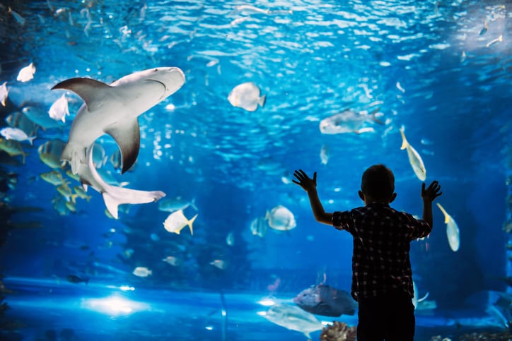 Visiting an Aquarium