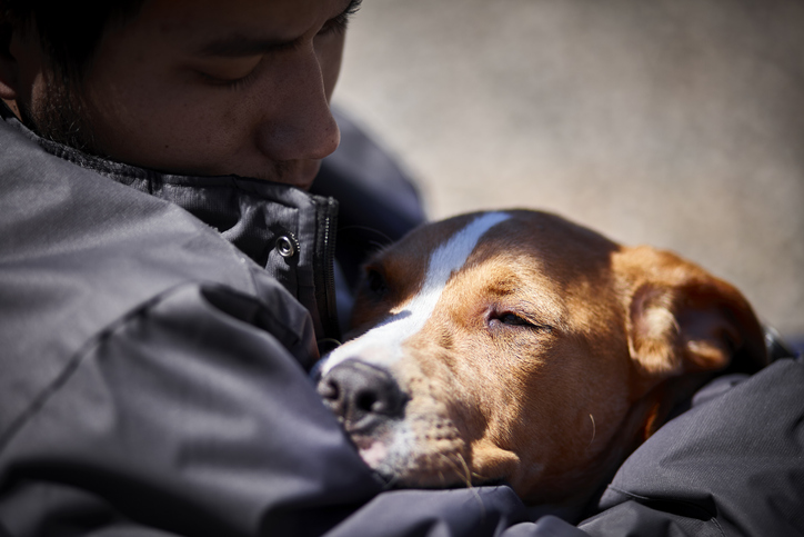 Service Dogs and Therapy Dogs for Autistic Children